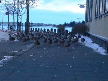 yep, lots of ducks